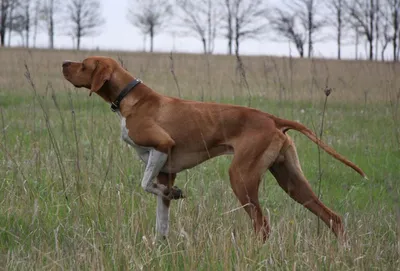 Курцхаар или немецкая короткошерстная легавая - Hunting dog