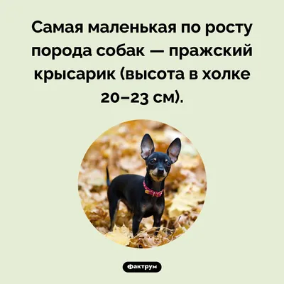 Крысарик — MyPets.kg