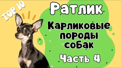 Пражский крысарик - Elva, Elva vald, Tartumaa - Животные, Собаки купить и  продать – okidoki