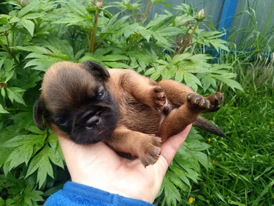 Щенки Гриффоны и Брабансоны Puppies GRIFFONS Brussels Belgian Brabancon |  Facebook