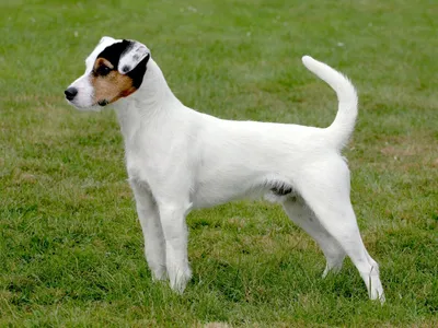 Корм для взрослых собак породы терьер Джека Рассела, Royal Canin Jack  Russell Terrier Adult купить с доставкой в интернет-магазине зоогастроном.ру