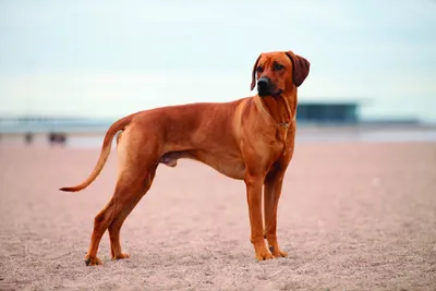 Тайский риджбек. Взгляд со стороны глазами кинологов MaliGuards Club K9