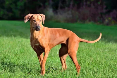 Родезийский риджбек (Rhodesian ridgeback, African lion hound) (Породы собак)  риджбек собака, порода риджбек, риджбек фото, риджбек купить, родезийский  риджбек фото, родезийский риджбек купить, щенки родезийского риджбека  Энциклопедия о животных EGIDA.BY