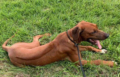 Родезийский риджбек (Rhodesian Ridgeback) - это умная, смелая, бдительная и  независимая порода собак. Фото, описание, отзывы владельцев.