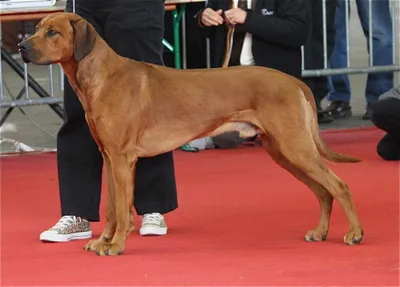 Тайский риджбек (Thai Ridgeback) - это очень умная, внимательная и  выносливая порода собак. Фото, отзывы, описание.