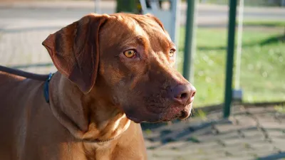 Родезийский риджбек (Rhodesian Ridgeback) - это умная, смелая, бдительная и  независимая порода собак. Фото, описание, отзывы владельцев.