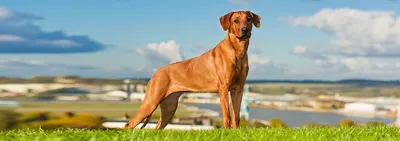 Родезийский риджбек (Африканская львиная собака) / Rhodesian Ridgeback  (African Lion Hound) - PetsPoint.ru