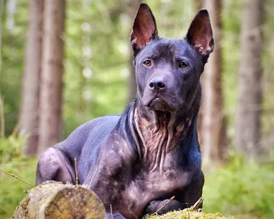 Тайский риджбек. Взгляд со стороны глазами кинологов MaliGuards Club K9