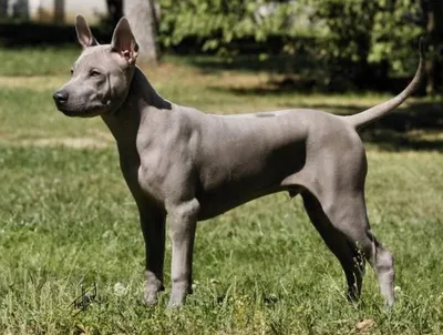 Родезийский риджбек (Rhodesian Ridgeback) - это умная, смелая, бдительная и  независимая порода собак. Фото, описание, отзывы владельцев.
