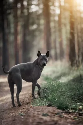 Родезийский риджбек (Rhodesian ridgeback, African lion hound) (Породы собак)  риджбек собака, порода риджбек, риджбек фото, риджбек купить, родезийский  риджбек фото, родезийский риджбек купить, щенки родезийского риджбека  Энциклопедия о животных EGIDA.BY