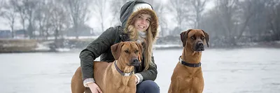 SOBAKI.PRO | Породы собак | Родезийский риджбек | Фото 42837