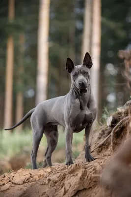 Жемчужина среди пород: Тайский риджбек | Wikipets.ru | Дзен