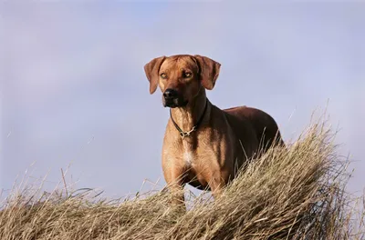 Тайский риджбек - DogZilla