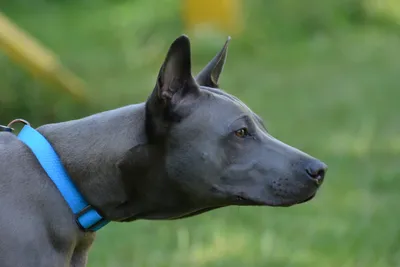 Родезийский риджбек (Африканская львиная собака) / Rhodesian Ridgeback  (African Lion Hound) - PetsPoint.ru