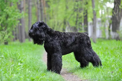 Русский черный терьер (Black Russian Terrier) - это это крепкая, ловкая и  мощная порода собак. Фото, отзывы и описание породы.