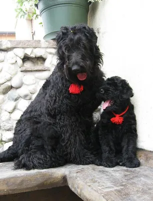 Русский черный терьер (Black Russian Terrier) - это это крепкая, ловкая и  мощная порода собак. Фото, отзывы и описание породы.