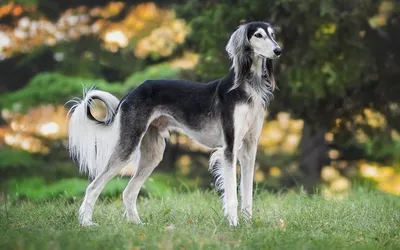 Салюки (Saluki) - это спокойная, уравновешенная и очень быстрая порода собак.  Фото, описание и , описание породы, цены и отзывы.