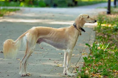 порода собак салюки: 10 тыс изображений найдено в Яндекс.Картинках | Saluki  dogs, Dog anatomy, Unusual animals