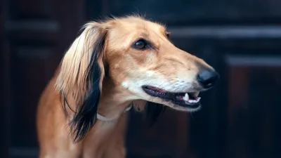 Портрет породы черной собаки Saluki на Naturales Стоковое Фото -  изображение насчитывающей пуща, утес: 177924508