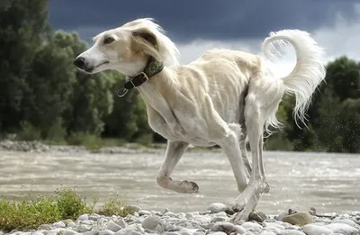 Пропала собака породы салюка в Перми, на ошейнике красный цвет! | Pet911.ru