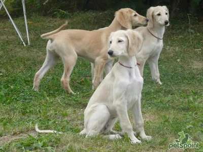 Порода черной собаки Saluki на Naturales на камне Стоковое Изображение -  изображение насчитывающей красно, родословная: 177924863