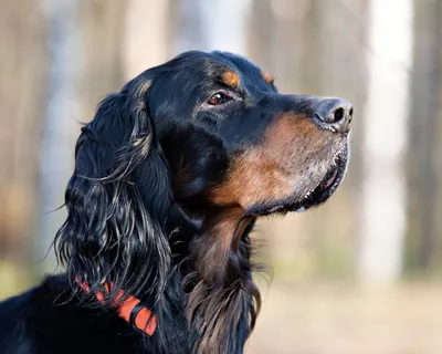 Шотландский сеттер (Gordon setter) - это умная, выносливая и энергичная порода  собак. Фото, описание, отзывы.