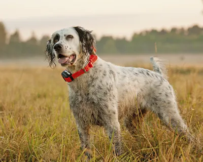 Английский сеттер (English Setter) - это активная, умная и динамичная порода  собак. Фото, описание породы, цены, отзывы владельцев.