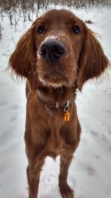 Ирландский сеттер: все 🐕 о собаке, описание породы, характер, цена -  Гульдог