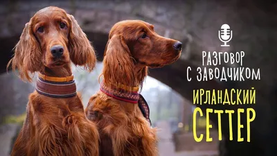 Сколько лет живет ирландский сеттер