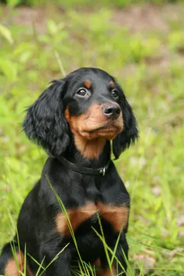 Шотландский сеттер (Gordon setter) - это умная, выносливая и энергичная порода  собак. Фото, описание, отзывы.