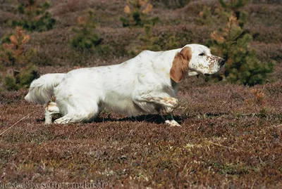 Английский сеттер (English Setter) - это активная, умная и динамичная порода  собак. Фото, описание породы, цены, отзывы владельцев.