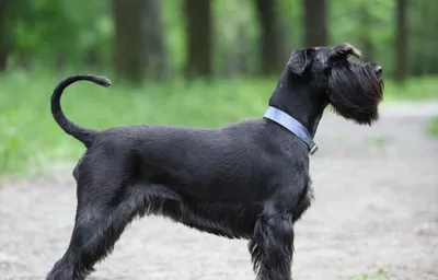 Порода собак шнауцер (53 фото) | Schnauzer, Schnauzer breed, Dogs