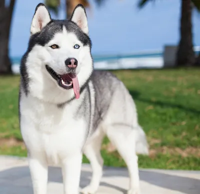 Сибирский хаски: описание 🐕 породы, характер, фото