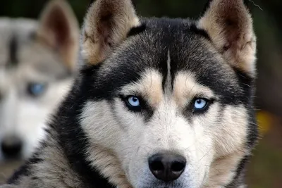 Сибирские Хаски | Siberian Husky : Всё о собаках породы Сибирский Хаски -  щенки, выставки, спорт, фото | All about … | Хаски щенки, Сибирские хаски, Сибирский  хаски