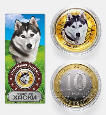 Продажа собак !!! Продаются щенки хаски по 1000 рублей Порода СОБАКИ: Сибирский  хаски Республика Башкортостан Наш адрес : Балтика (… | Instagram