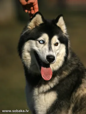Сибирский хаски: описание 🐕 породы, характер, фото