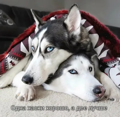 ХАСКИ стандарт породы