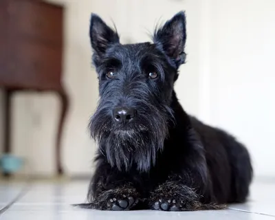 Скотч терьер (Scottish Terrier) - это умная, сообразительная и преданная порода  собак. Фото, отзывы и описание породы.