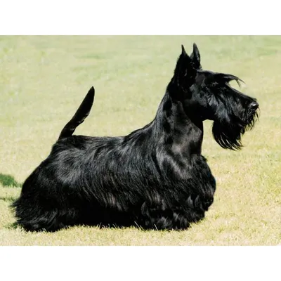 Скотч терьер (Scottish Terrier) - это умная, сообразительная и преданная порода  собак. Фото, отзывы и описание породы.