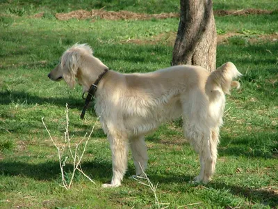 Пропала собака Тайган на улице Клиническая (Калининград) | Pet911.ru