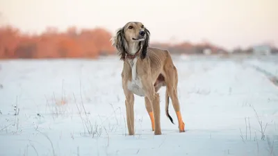 Basins. Treasure of the ancestors. Rare Kazakh dog breed. History of  appearance. Kazakhstan today. - YouTube