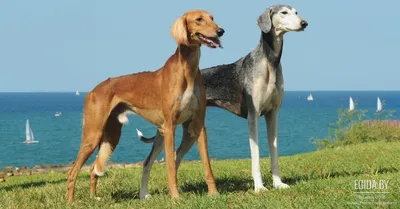 Среднеазиатская борзая (Tasy, Mid-Asiatic Borzoi) (Породы собак) казахские  собаки, борзая собака, казахские псовые борзые, казахские борзые фото,  казахская борзая фото, щенки казахской борзой, казахские борзые щенки  Энциклопедия о животных EGIDA.BY