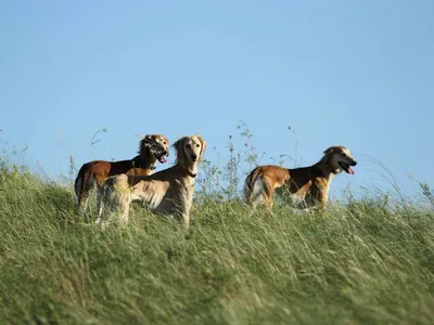 Казахская порода тазы взяла первое место на чемпионате мира World Dog Show  2023 - 27.08.2023, Sputnik Казахстан