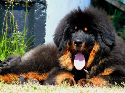 Тибетский мастиф (Tibetan mastiff) (Породы собак) мастиф собака, тибетский  мастиф фото, тибетский мастиф цена, тибетский мастиф купить, щенки тибетского  мастифа, собака тибетский мастиф, мастиф купить Энциклопедия о животных  EGIDA.BY