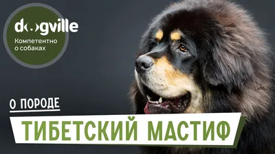 Тибетский мастиф: фото, описание породы, история, уход