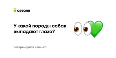 Травмы глаза у собак | Мир собак. Журнал о собаках. Доска объявлений. Породы.  Дрессировка.