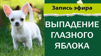 Выпадение (пролапс) третьего века у собак - ветеринарная офтальмология Реком