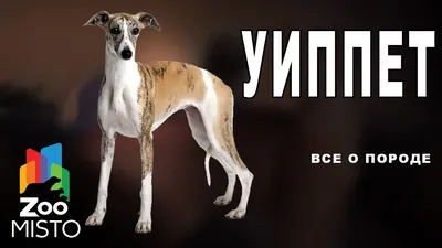 Уиппет - все о собаке, 4 минуса и 8 плюсов породы