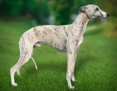 Whippet: történelem, megjelenés, karbantartása és tisztítása (+ fotók) |  Whippet, Dog breeds, Dogs