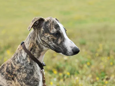 Архив Уиппет, щенки (whippet - малая английская борзая) ✔️ 1 000 € ᐉ Другая  порода в Полтаве на BON.ua 97403507